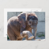 Schattig Baby olifant Briefkaart (Voorkant / Achterkant)