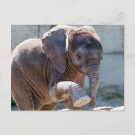 Schattig Baby olifant Briefkaart (Voorkant)