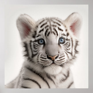 Schattig baby Siberische witte tijger portret | 1: Poster