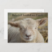 Schattig Babydoll Southdown Lamb Briefkaart (Voorkant / Achterkant)