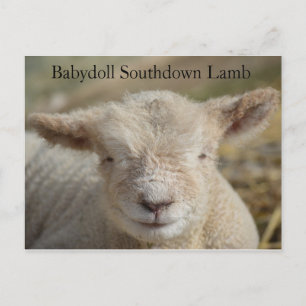Schattig Babydoll Southdown Lamb Briefkaart