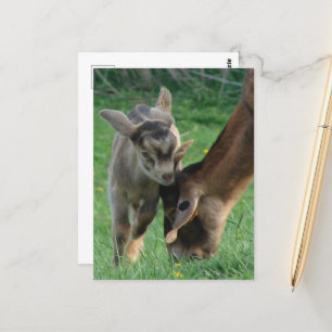 Schattig babygeitje en Nubische moedergeit grazen Briefkaart