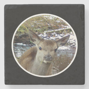 Schattig Babyhert Jong Hert Aardig Bos Natuur Pose Stenen Onderzetter