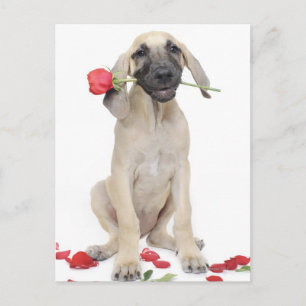 schattig, bewondering, romance, liefde, briefkaart