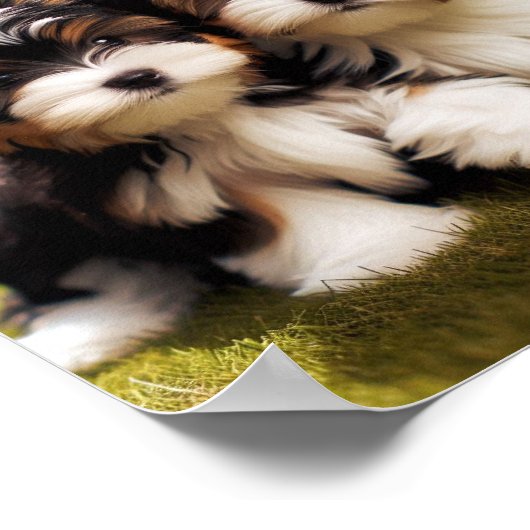 schattig Biewer Terrier puppies Poster (Hoek)
