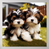 schattig Biewer Terrier puppies Poster (Voorkant)