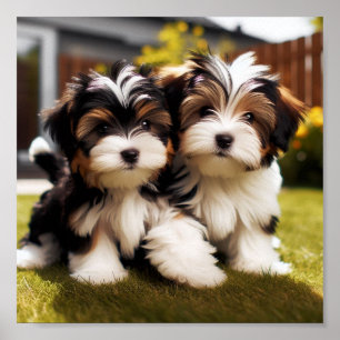 schattig Biewer Terrier puppies Poster