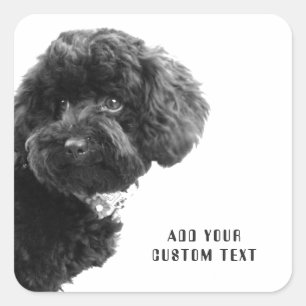©Schattig Black Poodle Puppy Custom Square Sticker