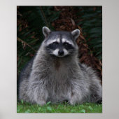 Schattig boswasbeer Wildlife Fotografisch Poster (Voorkant)