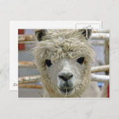 Schattig Briefkaart (Voorkant / Achterkant)