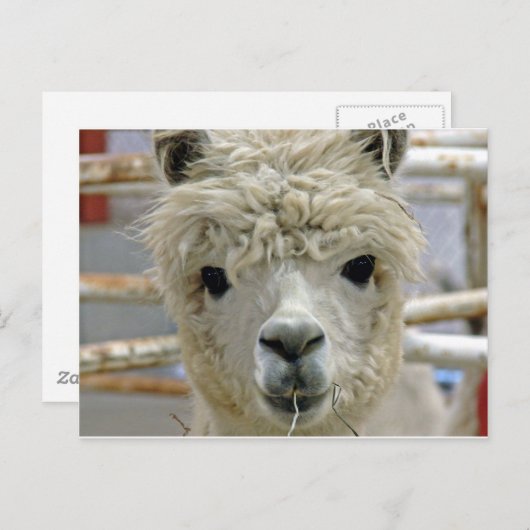 Schattig Briefkaart (Voorkant / Achterkant)