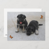 Schattig Briefkaart (Voorkant / Achterkant)