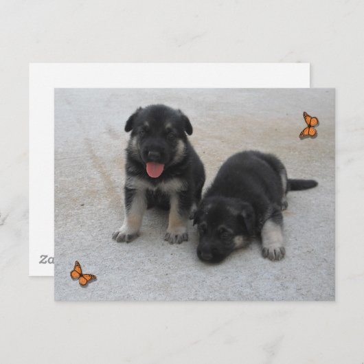 Schattig Briefkaart (Voorkant / Achterkant)