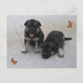 Schattig Briefkaart (Voorkant)