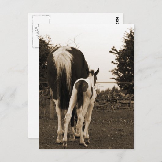 schattig briefkaart (Voorkant / Achterkant)