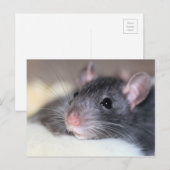 Schattig Briefkaart (Voorkant / Achterkant)