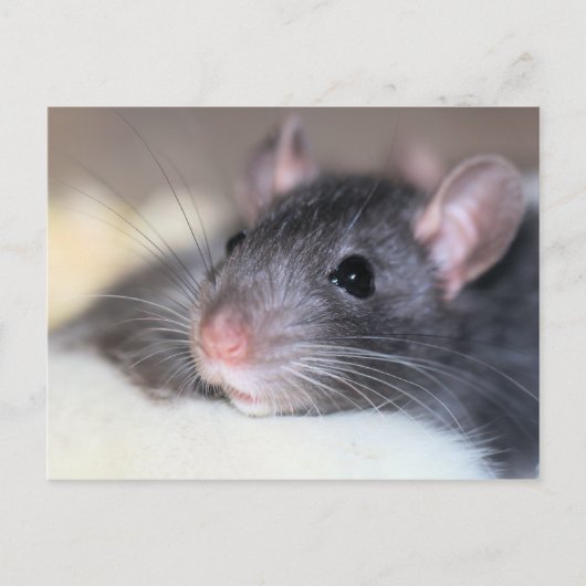 Schattig Briefkaart (Voorkant)