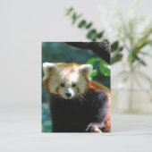 Schattig Briefkaart Red Panda (Staand voorkant)