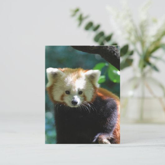 Schattig Briefkaart Red Panda (Staand voorkant)
