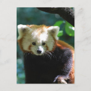 Schattig Briefkaart Red Panda