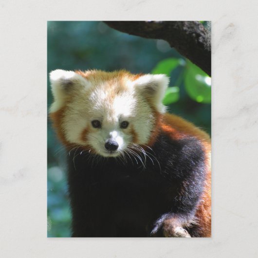 Schattig Briefkaart Red Panda (Voorkant)