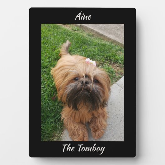 Schattig Bruin Tomboy Yorkshire Terrier Fotoplaat (voorkant)
