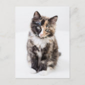 Schattig Calico Kitten Briefkaart (Voorkant)