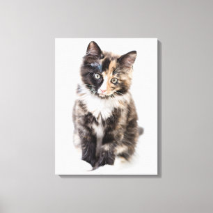 Schattig Calico Kitten Canvas Afdruk
