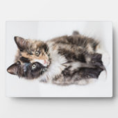 Schattig Calico Kitten Fotoplaat (voorkant)