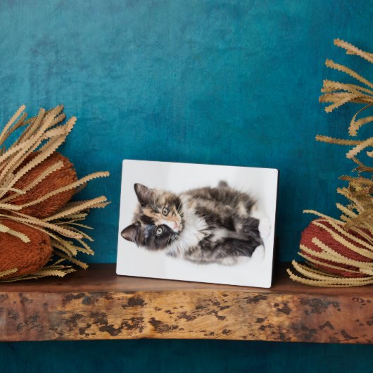 Schattig Calico Kitten Fotoplaat (Zijkant)