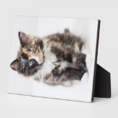 Schattig Calico Kitten Fotoplaat (Zijkant)