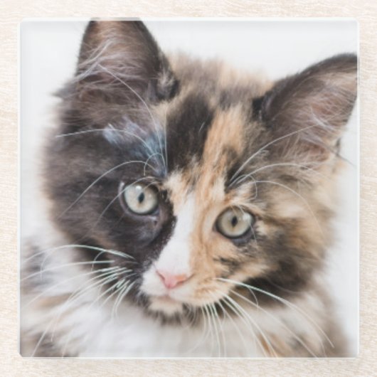 Schattig Calico Kitten Glazen Onderzetter (Voorkant)