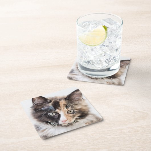 Schattig Calico Kitten Kartonnen Onderzetters (Insitu)