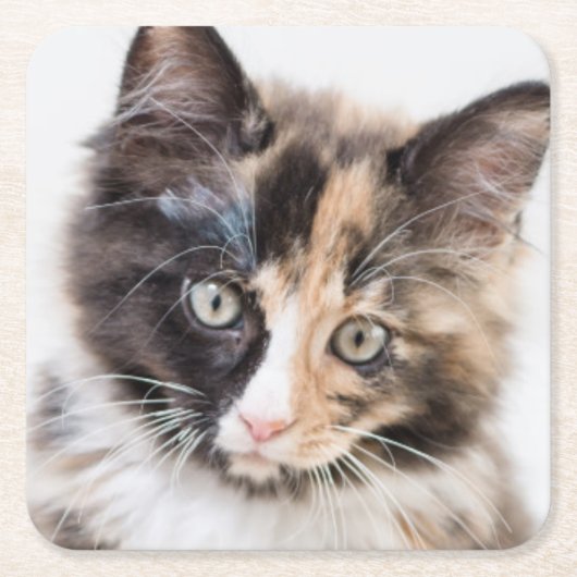 Schattig Calico Kitten Kartonnen Onderzetters (Voorkant)