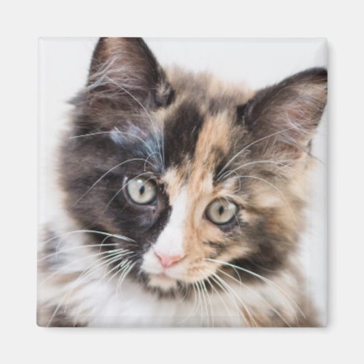 Schattig Calico Kitten Magneet (Voorkant)