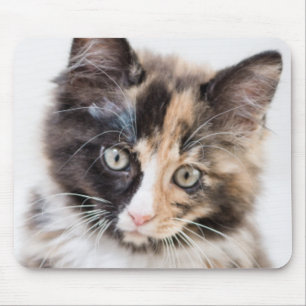 Schattig Calico Kitten Muismat