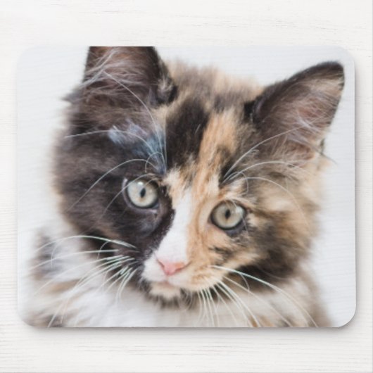 Schattig Calico Kitten Muismat (Voorkant)