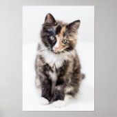 Schattig Calico Kitten Poster (Voorkant)
