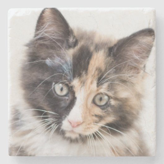 Schattig Calico Kitten Stenen Onderzetter (Voorkant)