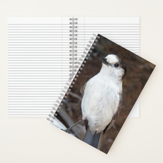 Schattig Canada Jay Natuur Foto Notitieboek (Binnen)