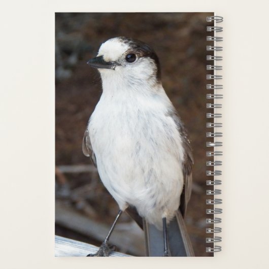 Schattig Canada Jay Natuur Foto Notitieboek (Achterkant)