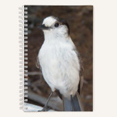 Schattig Canada Jay Natuur Foto Notitieboek (Voorkant)
