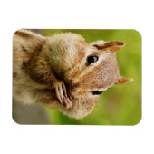 Schattig Cheeky Chipmunk Magneet (Horizontaal)