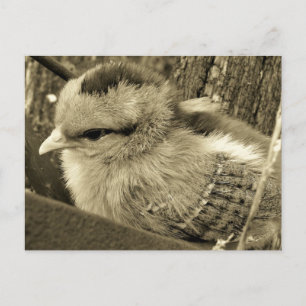 Schattig Chick Spelen in de Tuin Briefkaart