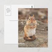 Schattig Chipmunk briefkaart (Voorkant / Achterkant)