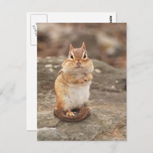 Schattig Chipmunk briefkaart (Voorkant / Achterkant)