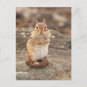 Schattig Chipmunk briefkaart (Voorkant)