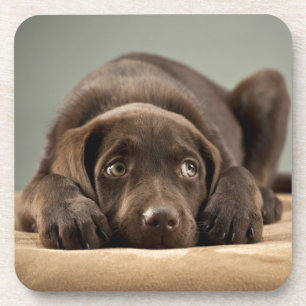 Schattig Chocolade Lab Puppy Design Onderzetter