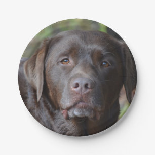 Schattig chocolade labrador Retriever Papieren Bordje