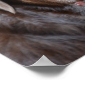 Schattig chocolade labrador Retriever Poster (Hoek)